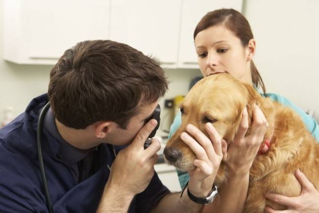 Segítsen az állatorvosnak szembetegségekkel a kutyákban