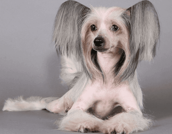 Kínai meztelen meztelen kutya