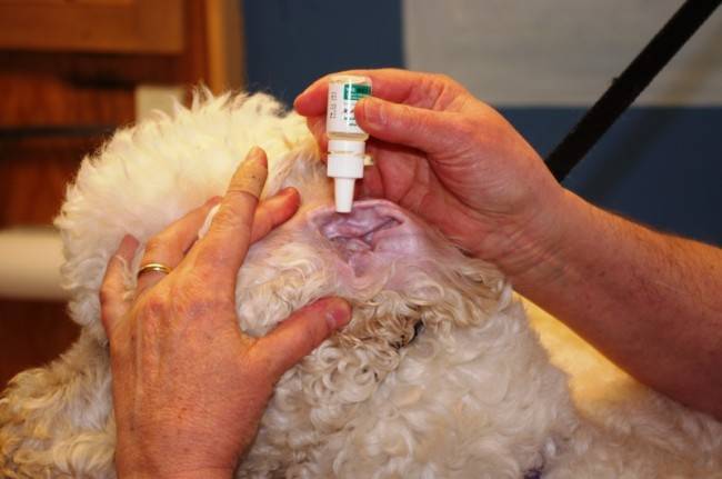 Otitis kezelés kutyáknál