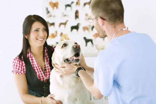 Kutya mérgezés kezelése a klinikán