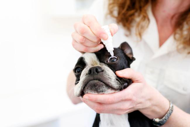 A kutyák könnyes szemének kezelése