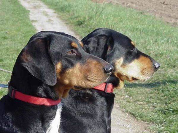 két erdélyi kutya