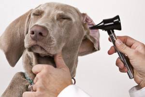 Hogyan tisztítsuk meg kutyájának füleit