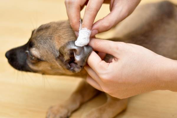 A kutya otitissel történő vizsgálata