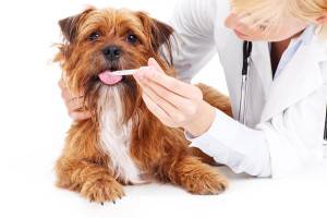 Enterokolitisz kutyákban