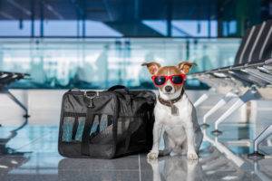 kutya a repülőtéren