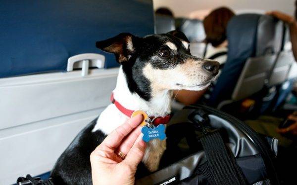 Állatok szállítása repülőgépen