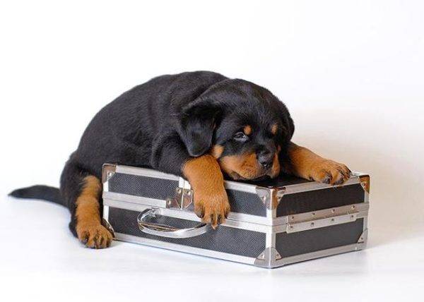 kutya és bőrönd