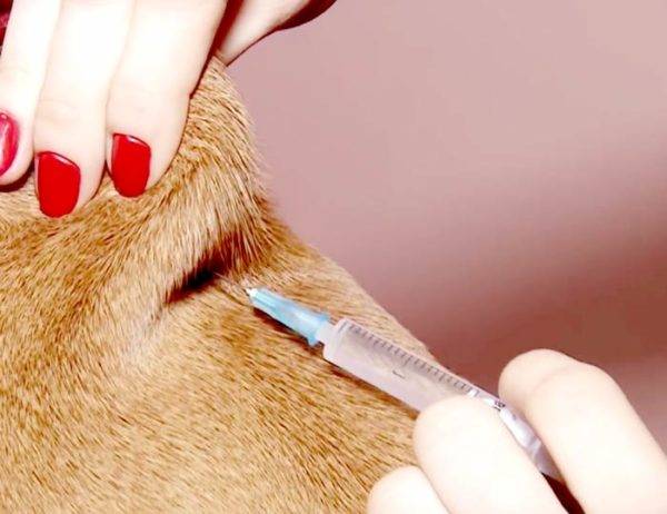 Hogyan készítsünk helyesen injekciós kutyát?