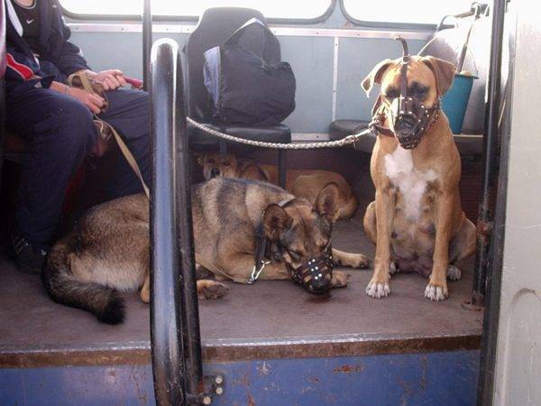 Kutyák szállítása tömegközlekedésben