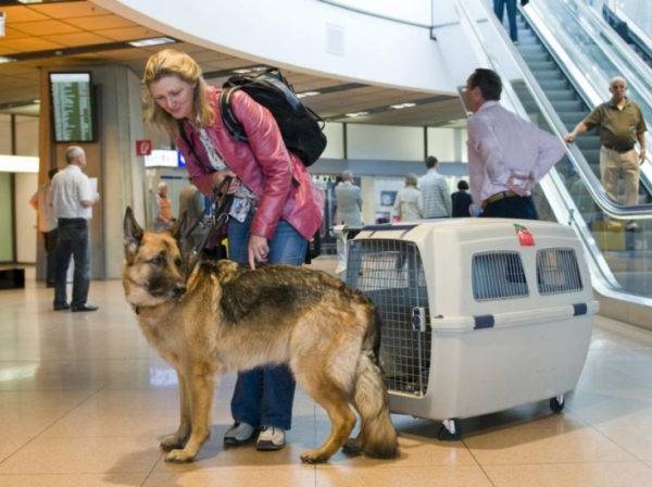 Kutya légi szállítása külföldre
