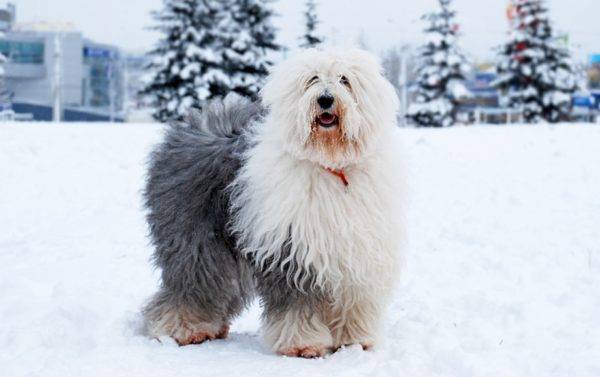 Bobtail kutya télen