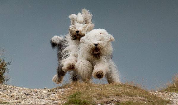 Bobtail kutyák futnak