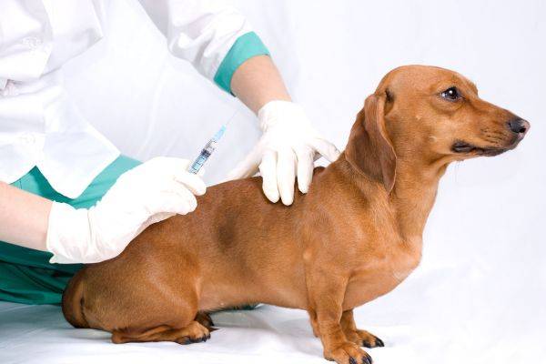 Hogyan készítsünk egy kutya fotó injekciót