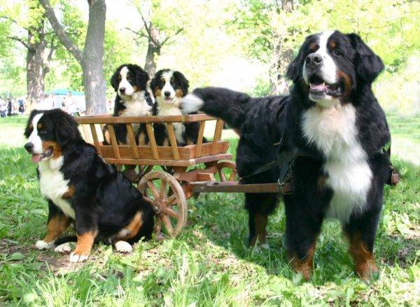 Bernese Mountain Dog család