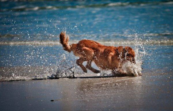 kis kutya a vízben