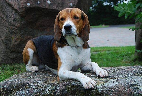Észtországi kutya a kőön