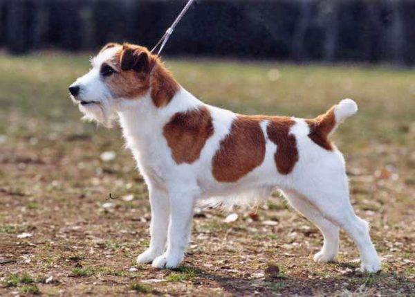 Régi Jack Russell Terrier