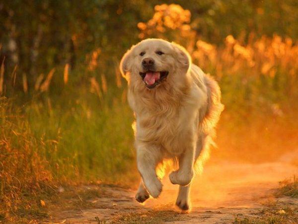 boldog kutya fut