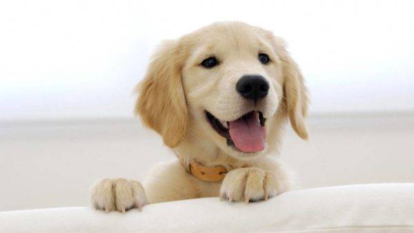 boldog kutya