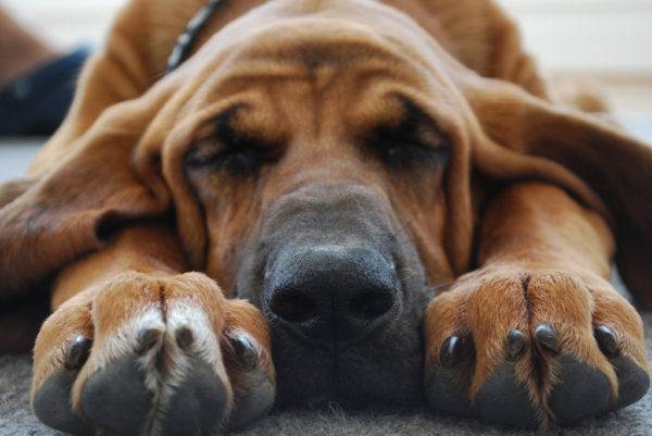 Bloodhound alszik
