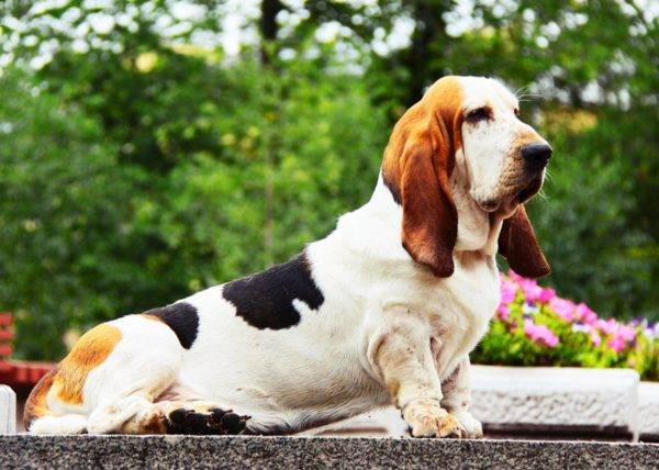 Basset hound a parkban