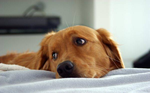 Mi okozhat folyamatos fogyást és hasmenést nagytestű kutyánál?, Basset hound fogyni