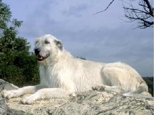 Fehér ír farkaskutya