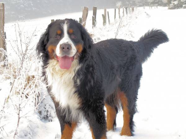 Bernese hegyi kutya télen