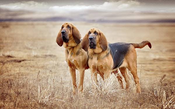Bloodhounds a területen