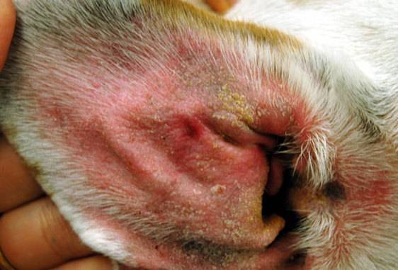 Bőrbetegségek kutyákban
