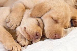 Hány kutya alszik egy nap