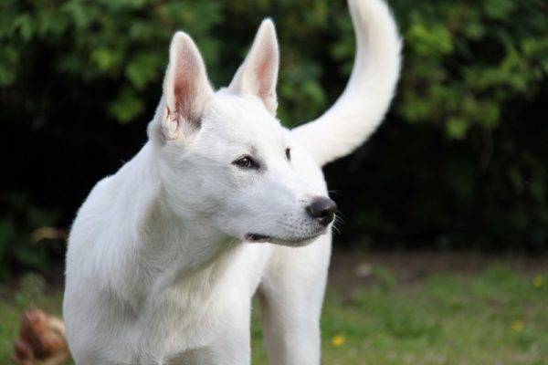 Fehér Kánaán kutya