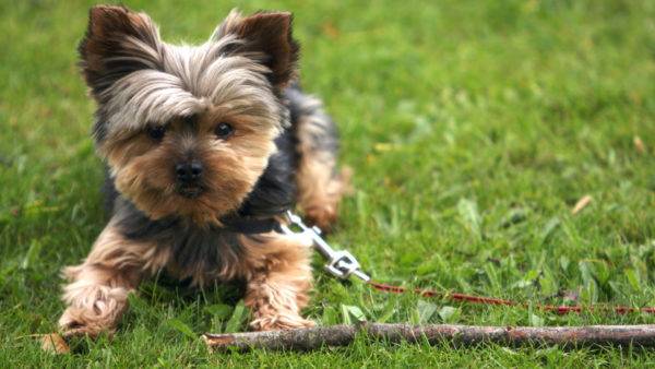 Yorkshire Terrier Care