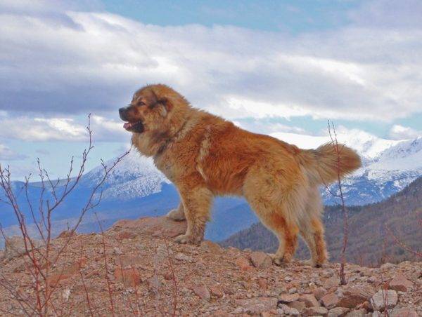 Kaukázusi juhászkutya a hegyen