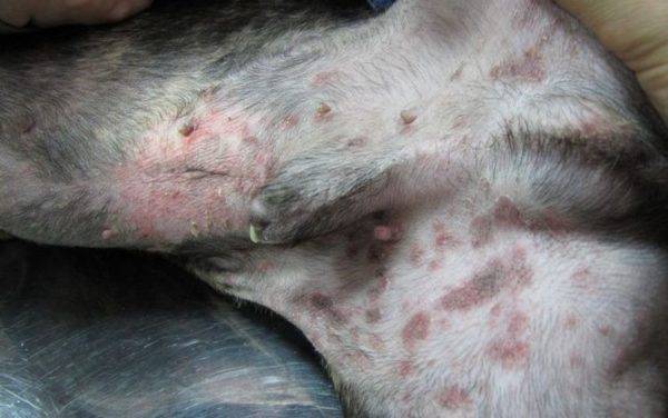 vörös foltok a yorkshire terrier bőrén pikkelysömör kezelése népi