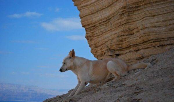 Canaan kutya a hegyekben