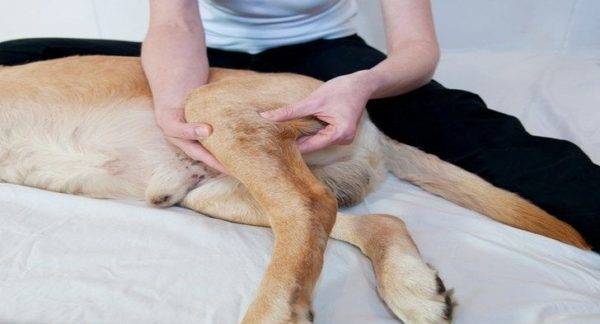 Arthritis kutyákban