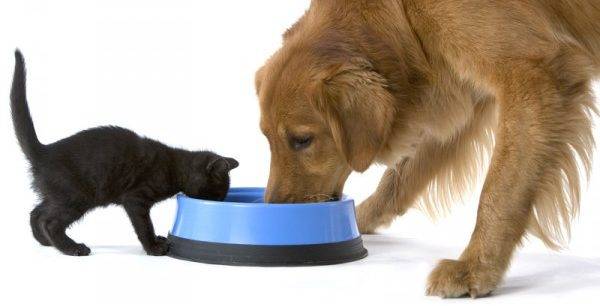 macska és kutya eszik