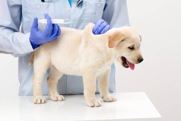 Kutyák vakcinázása kutyák ellen olvassa el a cikket