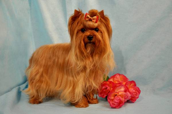 Orosz szalon kutya virágokkal