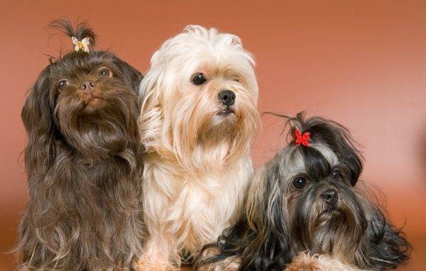 Orosz színes három kutya