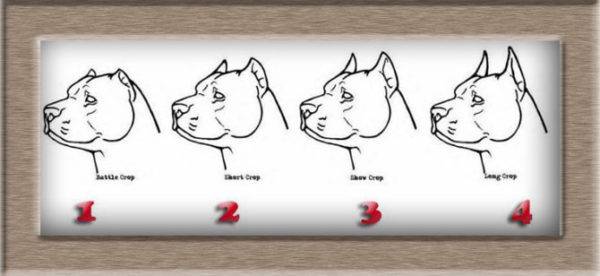 4 típusú köpölyöző fülek kutyákban