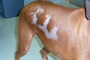 Alopecia (alopecia) kutyákban