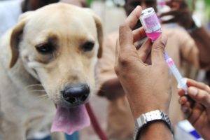 Kutyák kullancs elleni védőoltása