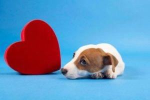 Szívbetegség kutyákban